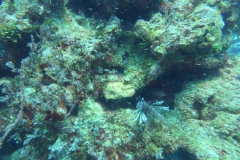 Photo: William - 242DIVE.com