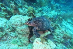 DCIM\100GOPRO\GOPR1828.JPG