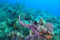 DCIM\100GOPRO\GOPR5333.JPG