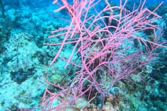 DCIM\101GOPRO\GOPR7481.JPG