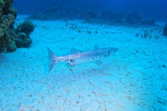 DCIM\100GOPRO\GOPR2705.JPG