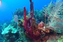DCIM\100GOPRO\GOPR0299.JPG