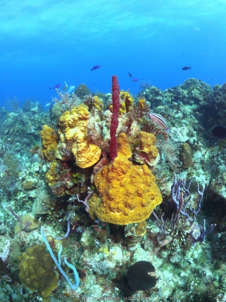 DCIM\100GOPRO\GOPR0684.JPG