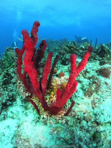 DCIM\100GOPRO\GOPR0648.JPG
