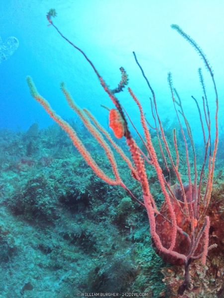 DCIM\100GOPRO\GOPR0787.JPG