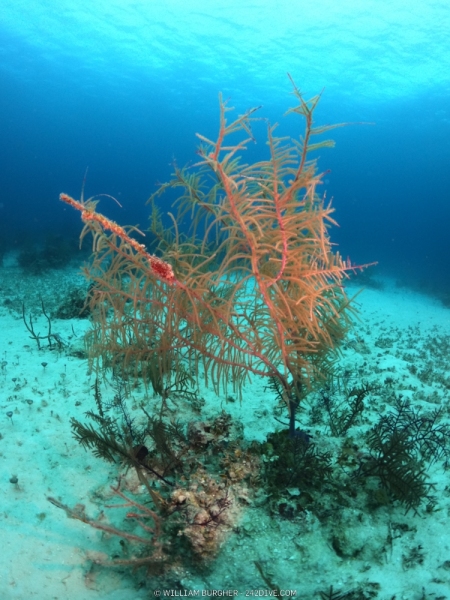 DCIM\100GOPRO\GOPR0753.JPG