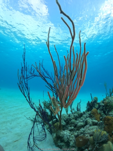 DCIM\100GOPRO\GOPR1247.JPG