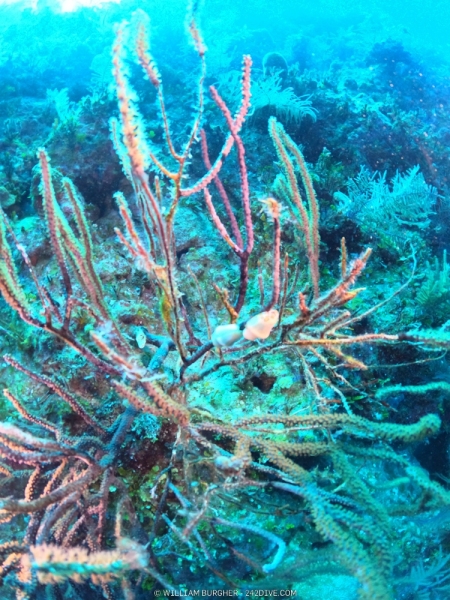 DCIM\100GOPRO\GOPR1020.JPG