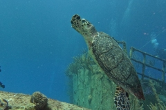 DCIM\100GOPRO\GOPR3552.JPG DCIM\100GOPRO\GOPR3552.JPG
