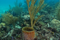 DCIM\100GOPRO\GOPR4999.JPG