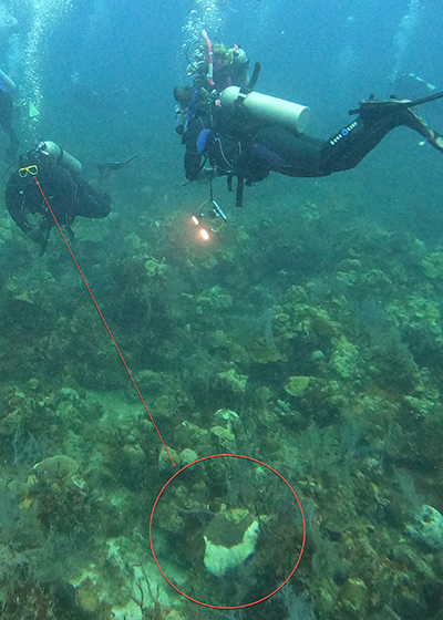 Stony Coral Tissue Loss Disease