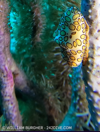 Flamingo Tongue Snail